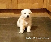 Of Jackie's Pearls - Berger Blanc Suisse - Portée née le 02/01/2016