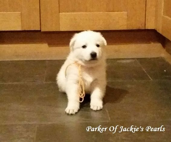 Of Jackie's Pearls - Chiot disponible  - Berger Blanc Suisse