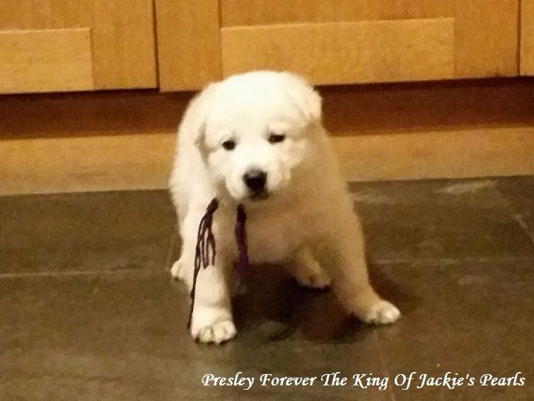 Of Jackie's Pearls - Chiot disponible  - Berger Blanc Suisse